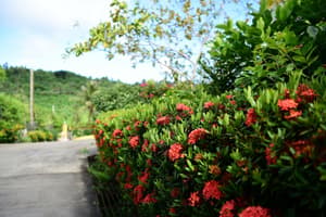 thumbnail: Garden