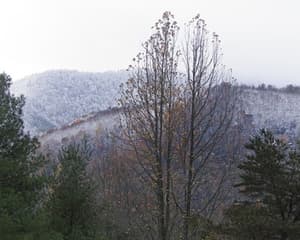 thumbnail: 1259O05L.jpg