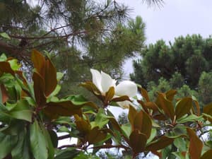 thumbnail: General view