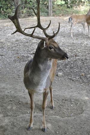 thumbnail: Game viewing