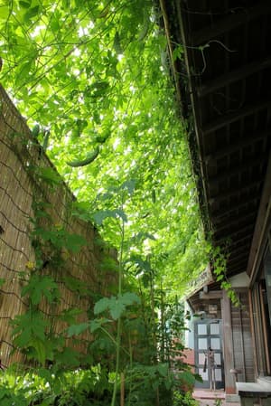 thumbnail: Property grounds