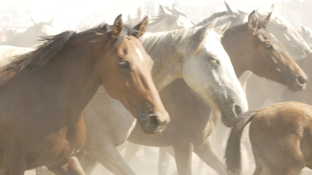 Horseback riding