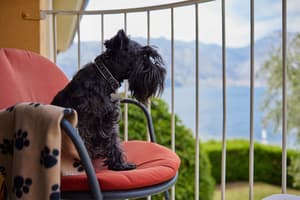 thumbnail: Pet-friendly