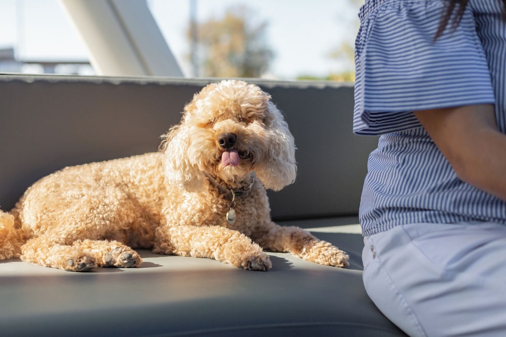 Pet-friendly amenities