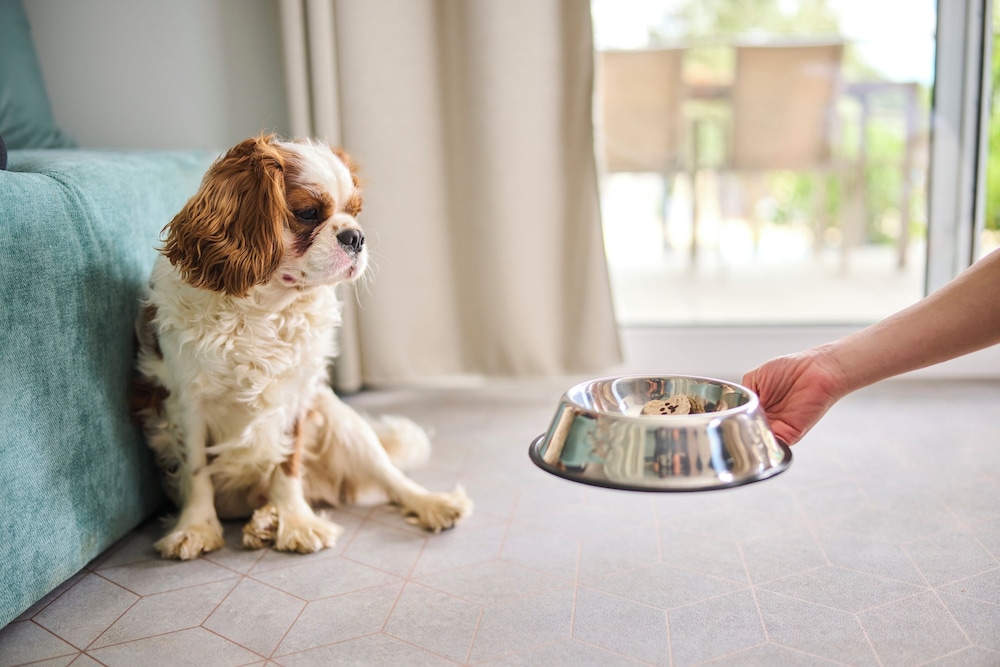 Pet-friendly