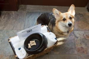 thumbnail: Pet-friendly