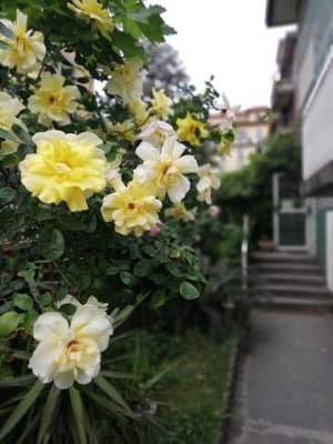 thumbnail: 6519445.jpg