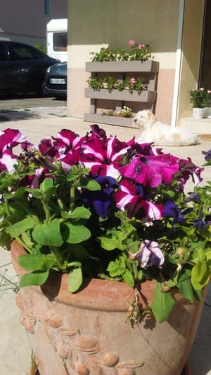 thumbnail: Terrace/patio