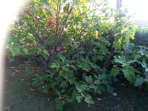 thumbnail: Garden