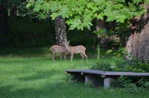 thumbnail: Property grounds