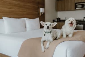 thumbnail: Pet-friendly