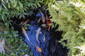 thumbnail: Garden