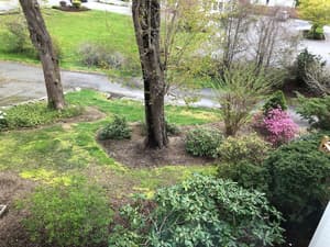 thumbnail: Garden view