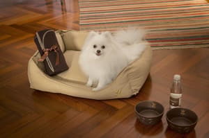 thumbnail: Pet-friendly