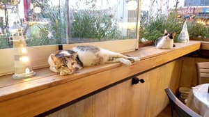 thumbnail: Terrace/patio