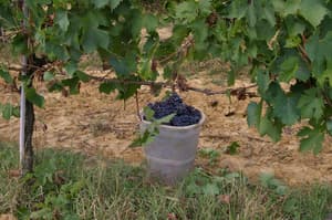 thumbnail: Winery