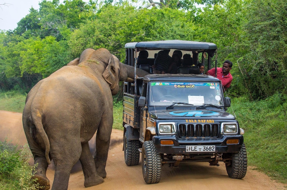 Safari