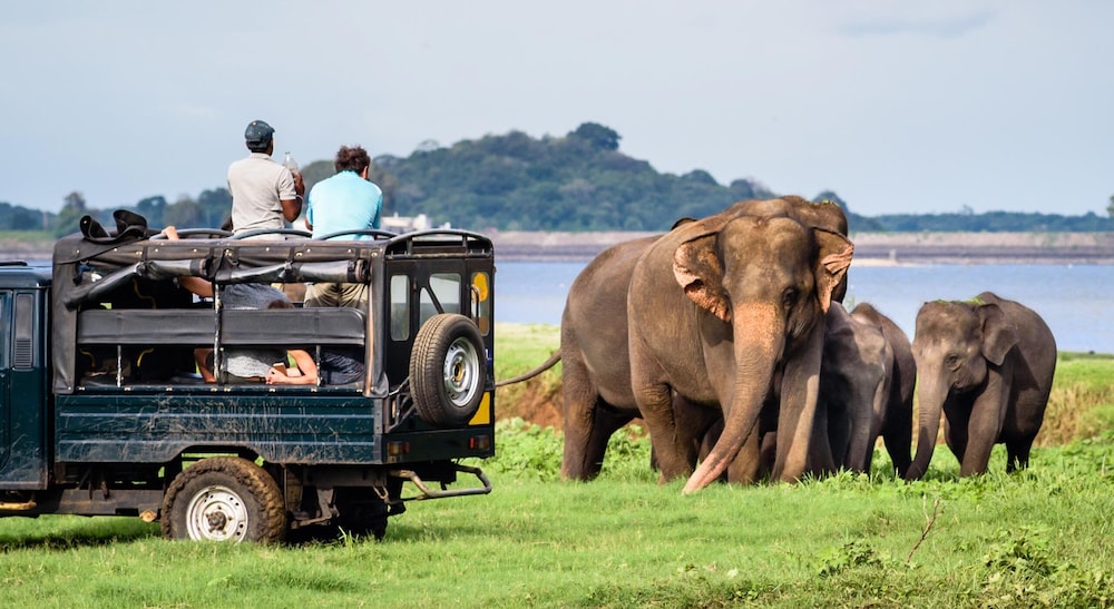 Safari