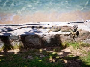 thumbnail: Beach/ocean view