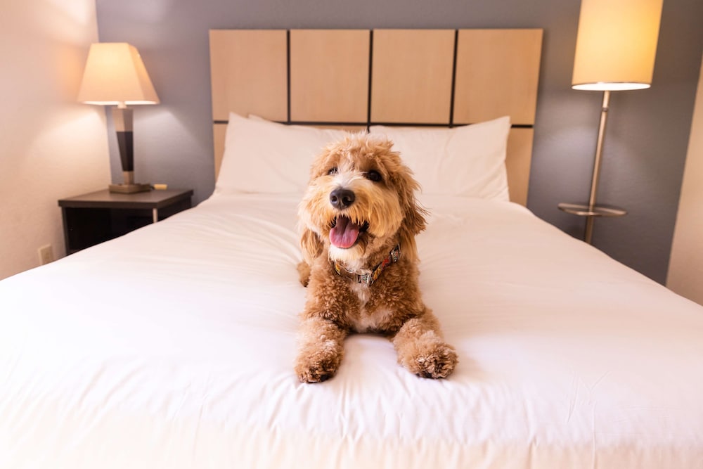 Pet-friendly amenities