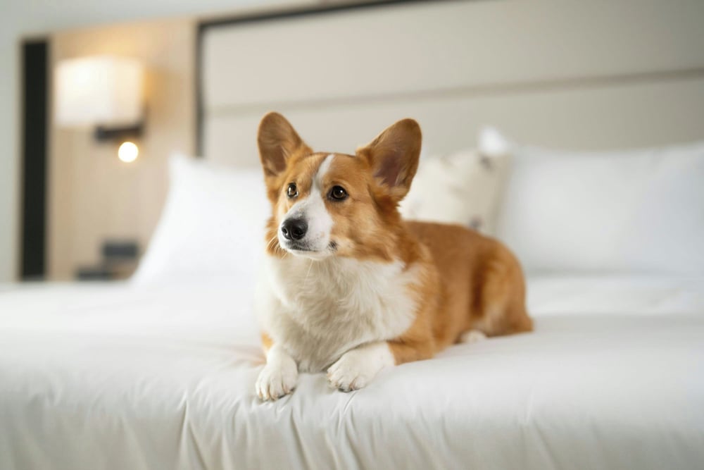 Pet-friendly