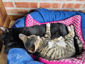 thumbnail: Pet-friendly