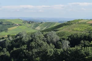 thumbnail: Vineyard