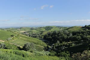 thumbnail: Vineyard view