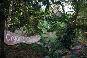 thumbnail: Garden