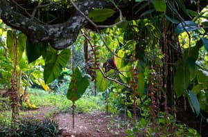 thumbnail: Garden