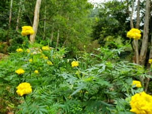 thumbnail: Garden