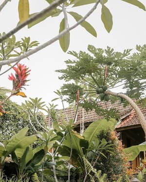 thumbnail: Garden