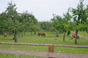 thumbnail: General view