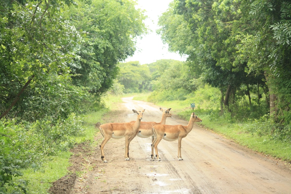 Safari
