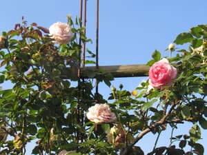 thumbnail: Exterior detail