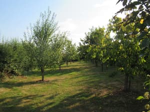 thumbnail: Property grounds