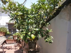 thumbnail: Terrace/patio