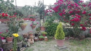 thumbnail: General view