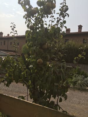 thumbnail: Garden