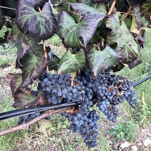 thumbnail: Winery