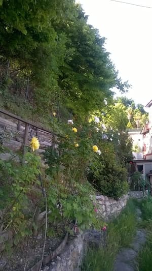 thumbnail: Garden view