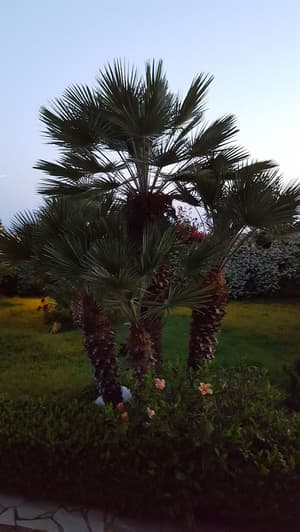 thumbnail: Garden