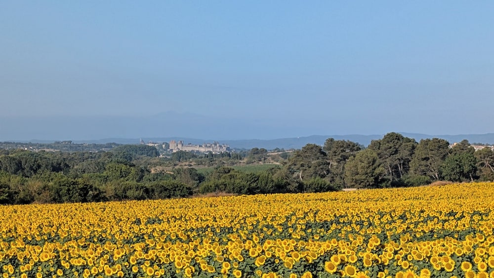 Land view from property