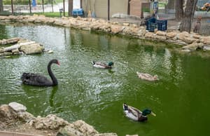 thumbnail: Garden