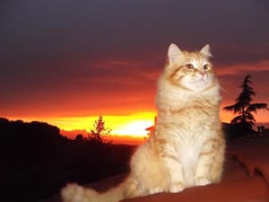 thumbnail: Miscellaneous