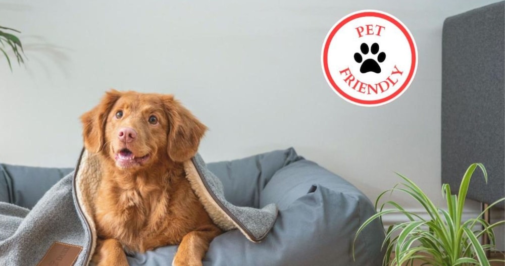 Pet-friendly