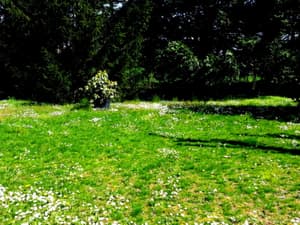 thumbnail: Garden