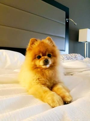 thumbnail: Pet-friendly