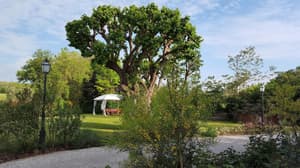 thumbnail: Property grounds