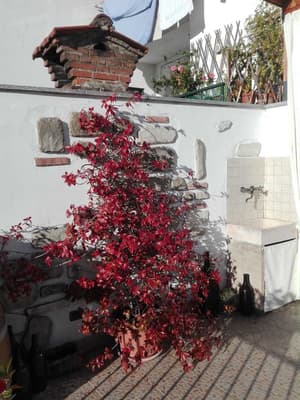 thumbnail: Terrace/patio